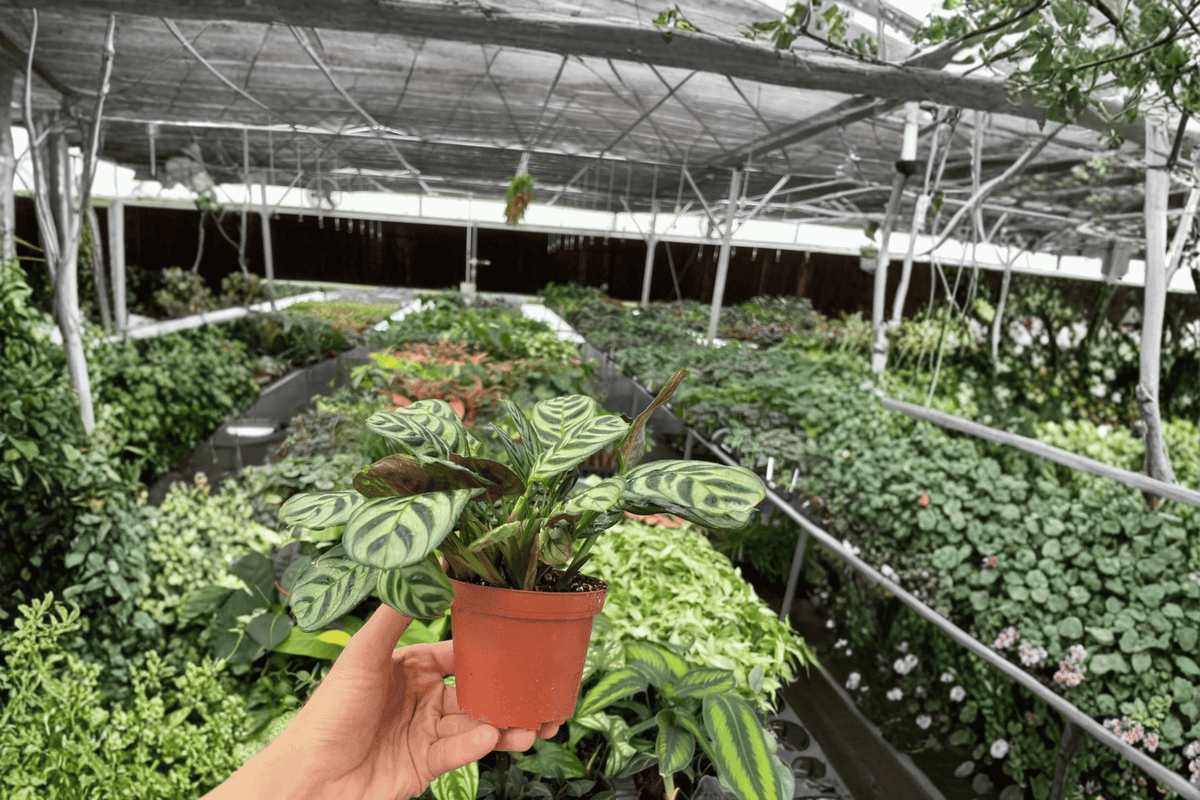 Calathea Burle Marx Amabilis (Goeppertia burle-marxii 'Amabilis') - 2 Live Plants in 4-Inch Pots
