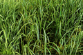 Everlime Japanese Sedge (Carex oshimensis 'Everlime') - 4-Inch Pot