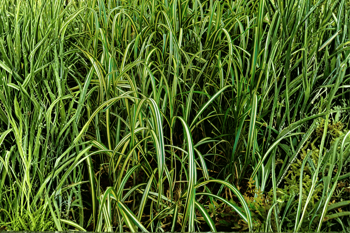 Everlime Japanese Sedge (Carex oshimensis 'Everlime') - 4-Inch Pot