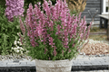 Sunny Sparks Pink Improved Hummingbird Mint - 4-inch Live Plant (Agastache Hybrid)