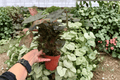 Syngonium 'Merry Maria' - 2 Live Plants in 4-Inch Pots