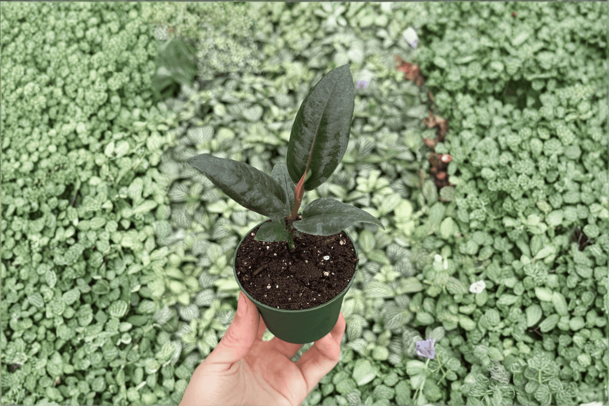 Ficus elastica 'Black Prince' Live Starter Plants – 2-Pack, 2-Inch Starter Format