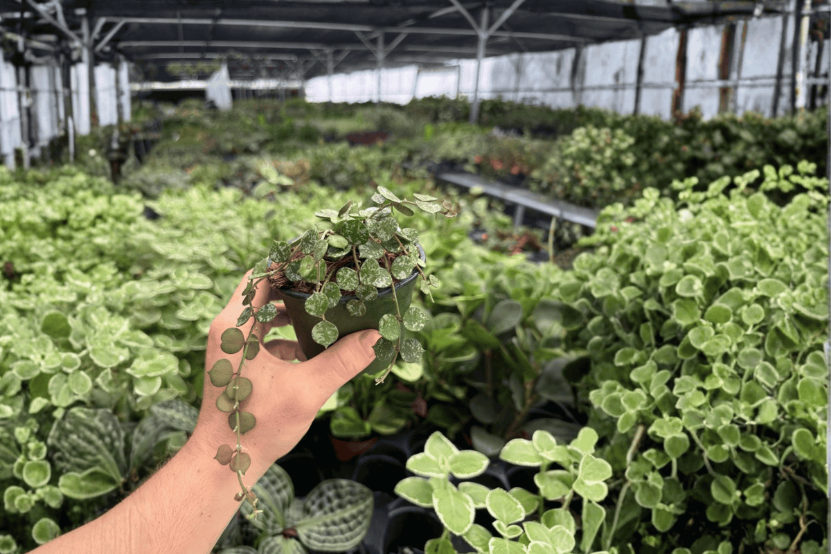 Hoya Curtisii - 2 Live Plants in 4-Inch Pots | Hoya curtisii
