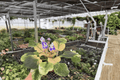 Harmony’s Purple Passion African Violet - 2 Live Plants in 4-Inch Pots (Streptocarpus ionanthus)