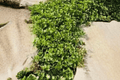 Lemon Creeping Thyme (Thymus × citriodorus 'Lemon Creeping') - 1 Live Plant in 4-Inch Pot