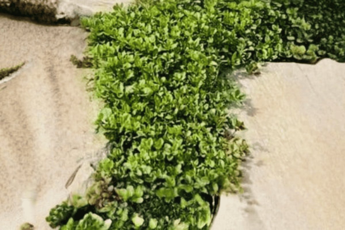 Lemon Creeping Thyme (Thymus × citriodorus 'Lemon Creeping') - 1 Live Plant in 4-Inch Pot