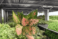 Aglaonema Katrina — 2 Live Plants in 4-Inch Pots (Exact Plants Shown)