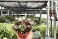 Begonia Harmony's Cherry Bomb - 2 Exact Live Plants in 4-Inch Pots