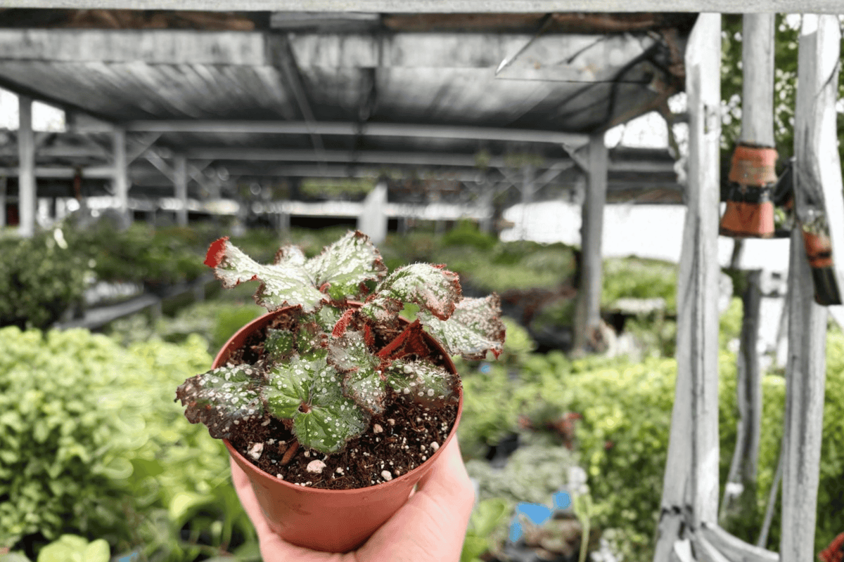 Begonia Harmony's Cherry Bomb - 2 Exact Live Plants in 4-Inch Pots