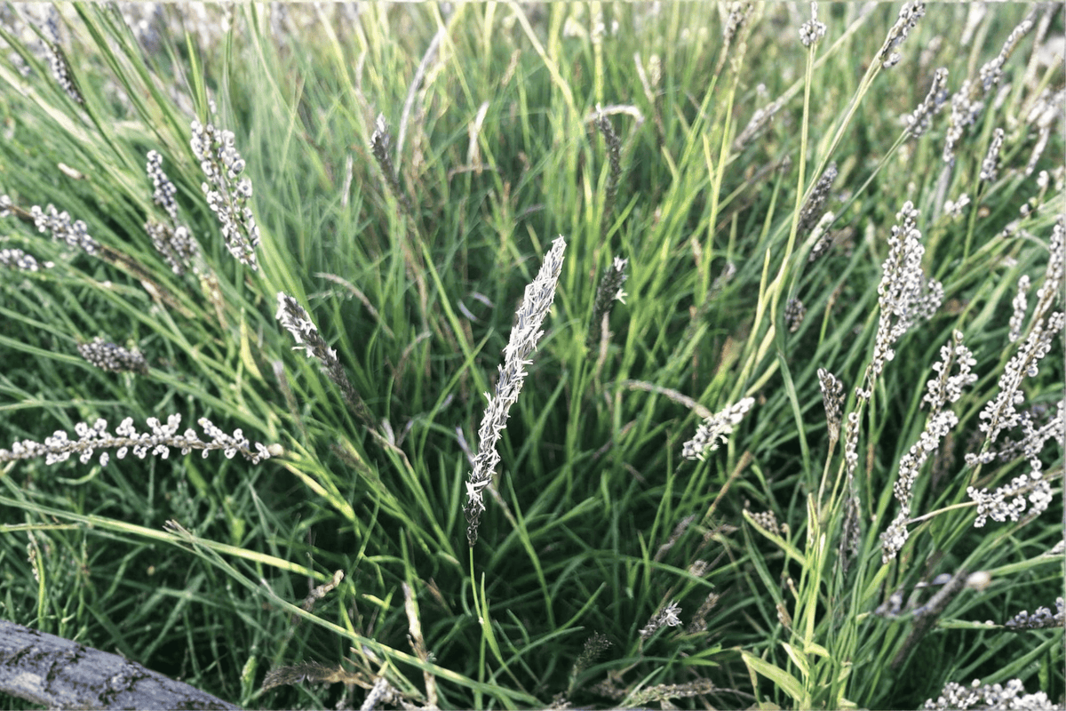 Autumn Moor Grass Sesleria autumnalis | 1 Live Plant in 4-Inch Pot