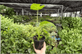Alocasia Frydek (Alocasia micholitziana 'Frydek') - 2 Live 4-Inch Pot Plants