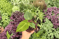 Anthurium Xone x Subsignatum Hybrid (2 Live Plants) – Exact Plants in 4" Pot (Shipping Confirmations Needed)