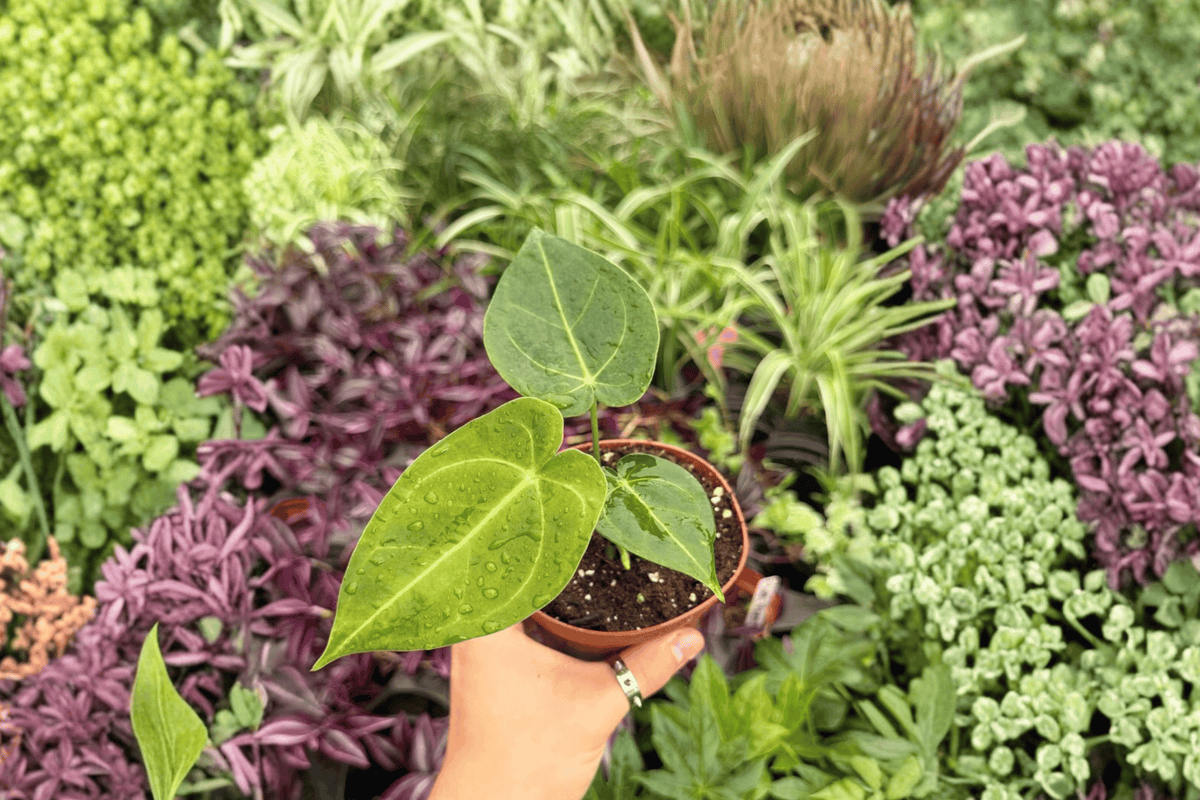 Anthurium Xone x Subsignatum Hybrid (2 Live Plants) – Exact Plants in 4" Pot (Shipping Confirmations Needed)
