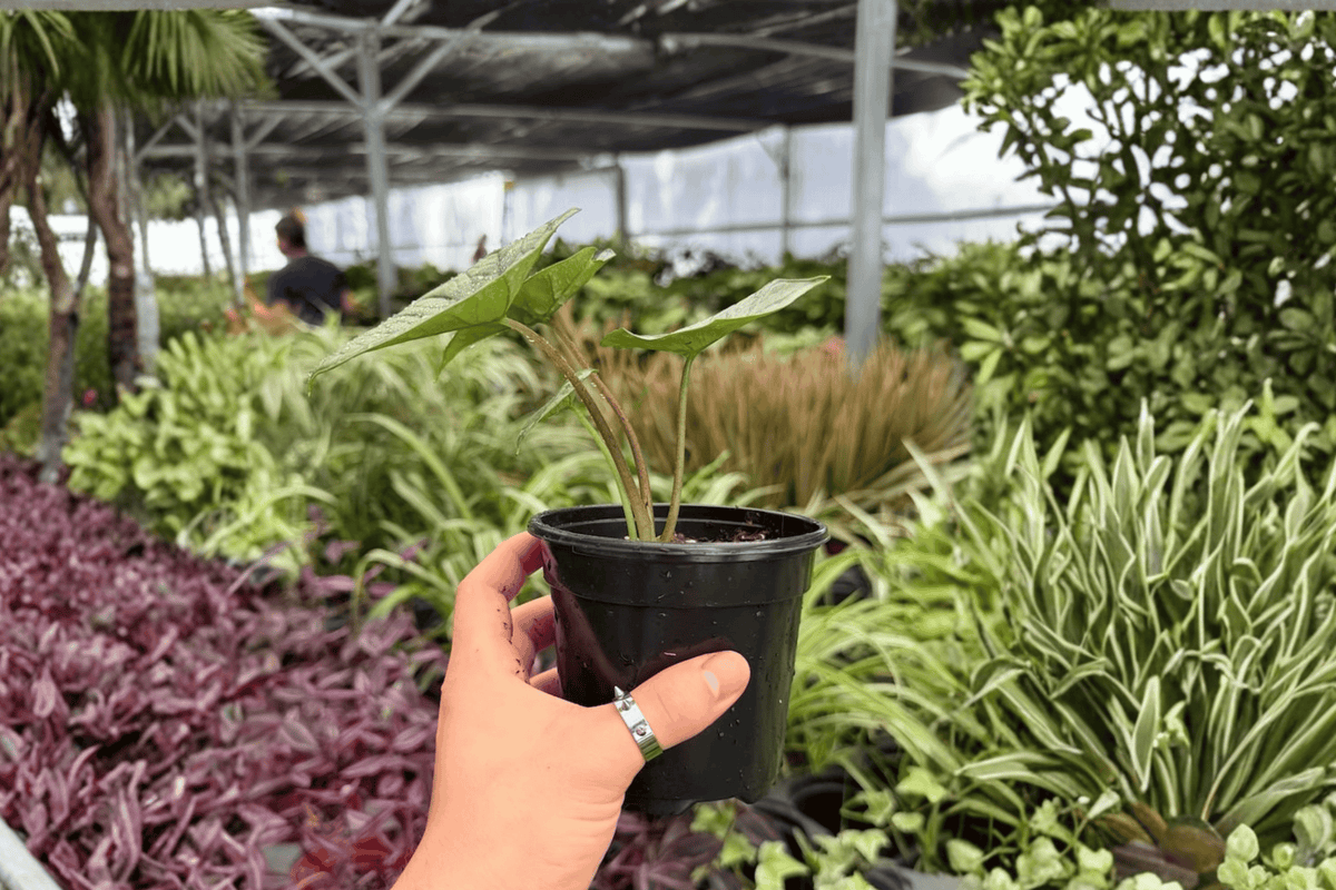 Alocasia Platinum Bisma - 2 Live Plants in 4-Inch Pots (Shipped Potted)