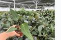 Anthurium Xone x Goliath - 2 Exact Live Plants in 4-Inch Pots