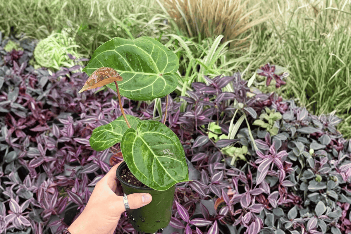 Anthurium Hoffmannii × Red HU – 4-inch Bare Root Live Plants (2 Exact Plants pictured)