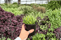 Variegated Bear Paw Cotyledon tomentosa - 2 Live Plants in 4-Inch Pots