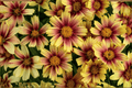 Solanna Sunset Burst Tickseed (Coreopsis grandiflora 'Sunset Burst') - 4-Inch Pot