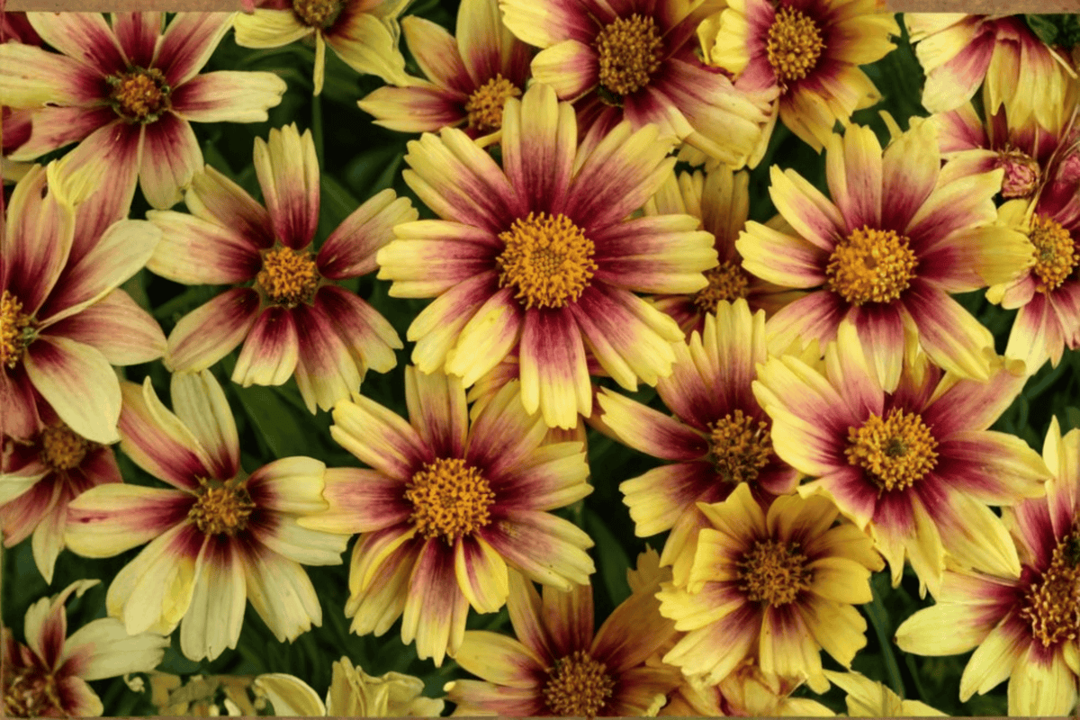 Solanna Sunset Burst Tickseed (Coreopsis grandiflora 'Sunset Burst') - 4-Inch Pot