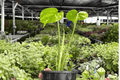 Monstera Thai Constellation 2 Live Plants in 4-Inch Pots | Monstera deliciosa variegated