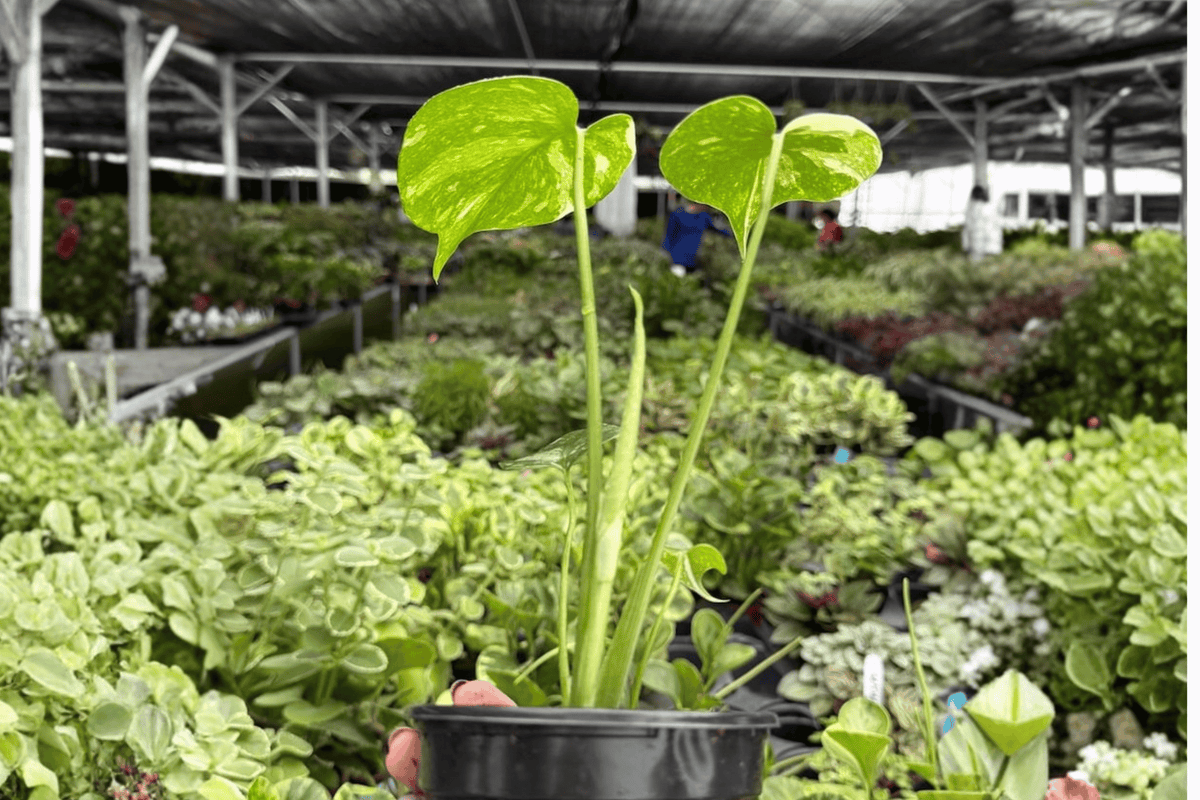 Monstera Thai Constellation 2 Live Plants in 4-Inch Pots | Monstera deliciosa variegated