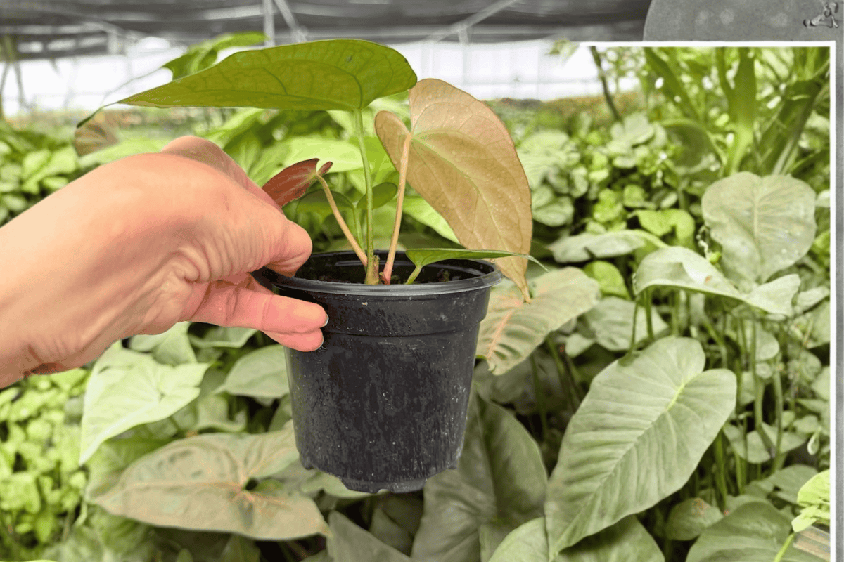 Anthurium Porti x Subsi Live Plants (2) in 4-Inch Pots | Porti × Subsi Hybrid