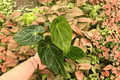 Anthurium Hoffmanii x Crystallinum | 2 Live Plants in 4-Inch Pots