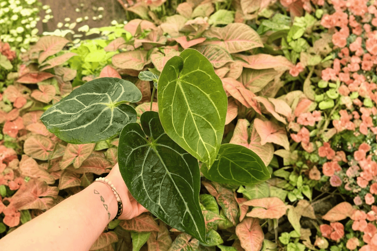 Anthurium Hoffmanii x Crystallinum | 2 Live Plants in 4-Inch Pots
