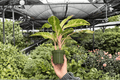 Aglaonema Sparkling Sarah - 2 Bare Root Live Plants, 4-Inch Pot Size (Exact Plants pictured)