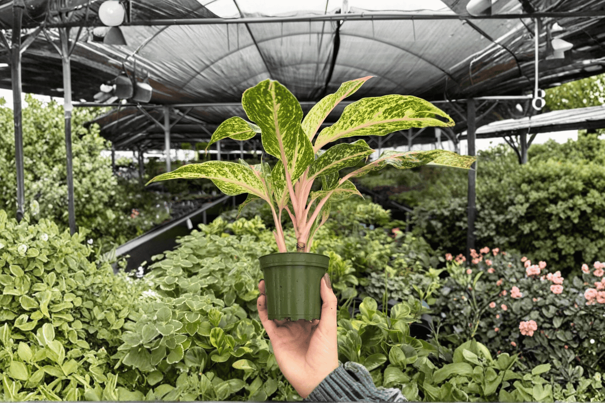 Aglaonema Sparkling Sarah - 2 Bare Root Live Plants, 4-Inch Pot Size (Exact Plants pictured)