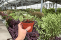 Peperomia Gold Dust Woman - 2 Exact Live Plants in 4-Inch Pots