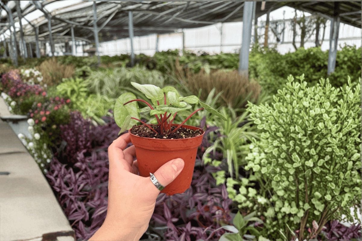 Peperomia Gold Dust Woman - 2 Exact Live Plants in 4-Inch Pots