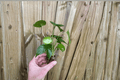 Monstera Deliciosa Starter Plugs (Seed-Grown) - 2 Starter Plugs, 3–7 Plants Each