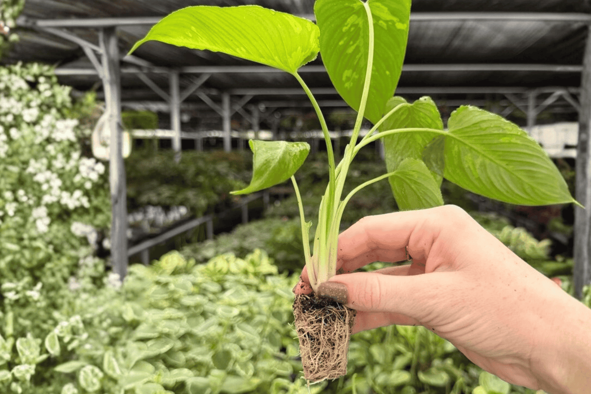 Schismatoglottis scortechinii (Borneoa scortechinii) Starter Plants – 2 Exact Live Plants