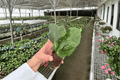 Rhaphidophora korthalsii Starter Plants - Bare Root (2) | Tropical Climbing Aroid