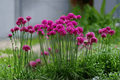Armeria maritima 'Splendens' Sea Thrift — 4-Inch Live Plant