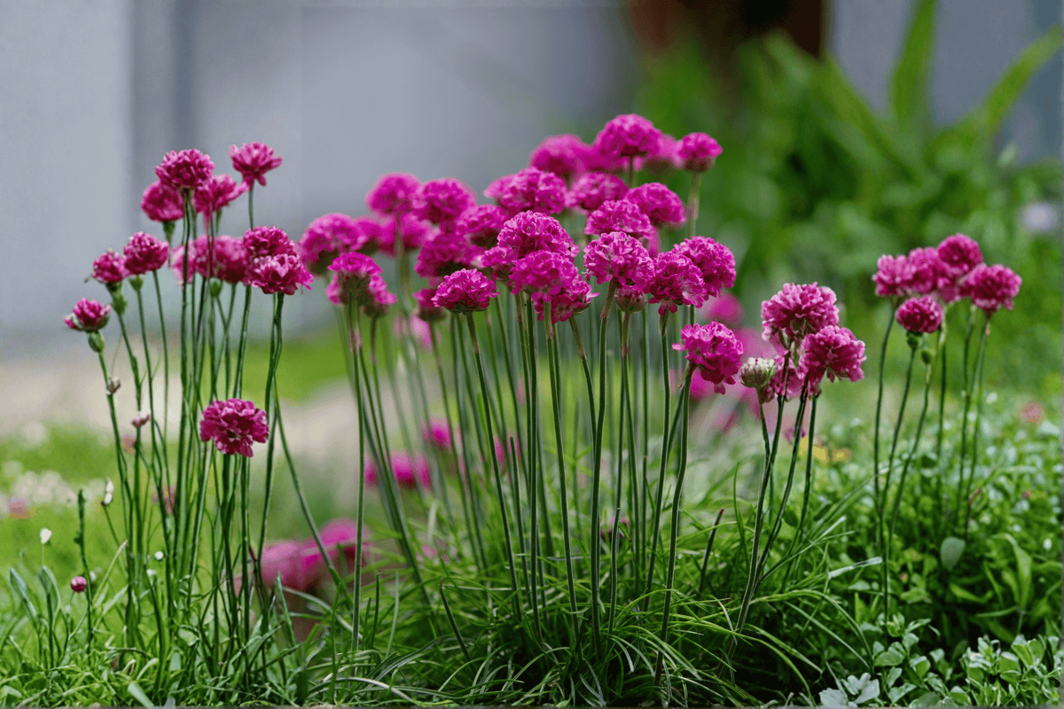 Armeria maritima 'Splendens' Sea Thrift — 4-Inch Live Plant