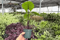Alocasia Dark Star Live Plants – 2-Pack in 4-Inch Pots