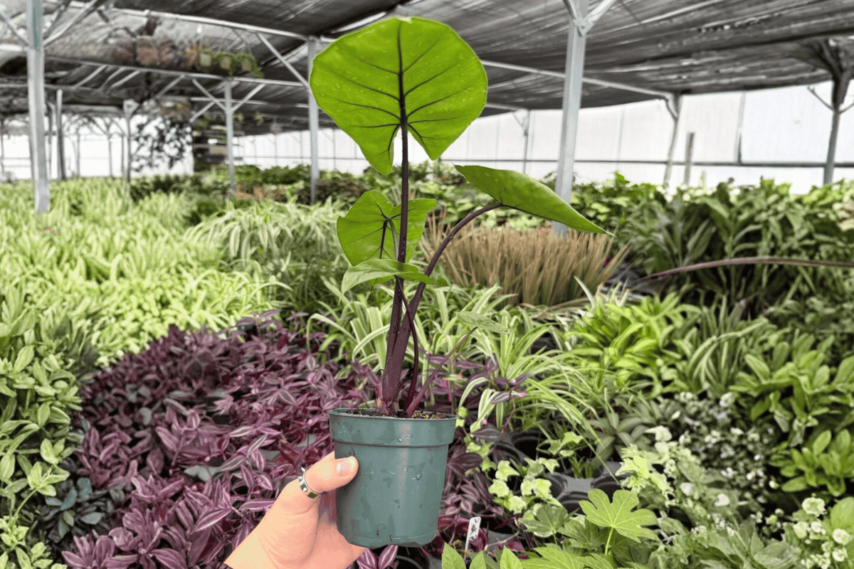 Alocasia Dark Star Live Plants – 2-Pack in 4-Inch Pots