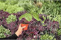 Anth. Silver Tiger × Silver Bush Live Plants - 4-Inch Bare Root (2 Pack)