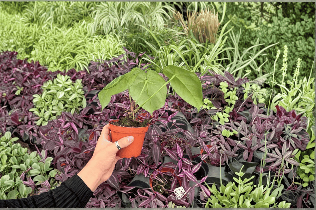Anth. Silver Tiger × Silver Bush Live Plants - 4-Inch Bare Root (2 Pack)