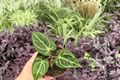Anthurium Dorayaki × Carla — 2 Bare-Root Live Plants, 4-Inch Pot Size (Exact Plants pictured)