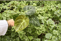 Anthurium Hoffmannii × MBR — 4-Inch Bare Root Live Plants (2 Exact Plants)