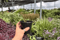 Alocasia Platinum Bisma - 2 Live Plants in 4-Inch Pots