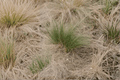 California Meadow Sedge Carex pansa - 4-Inch Pot Live Plant