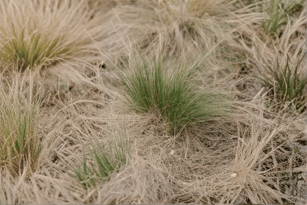 California Meadow Sedge Carex pansa - 4-Inch Pot Live Plant