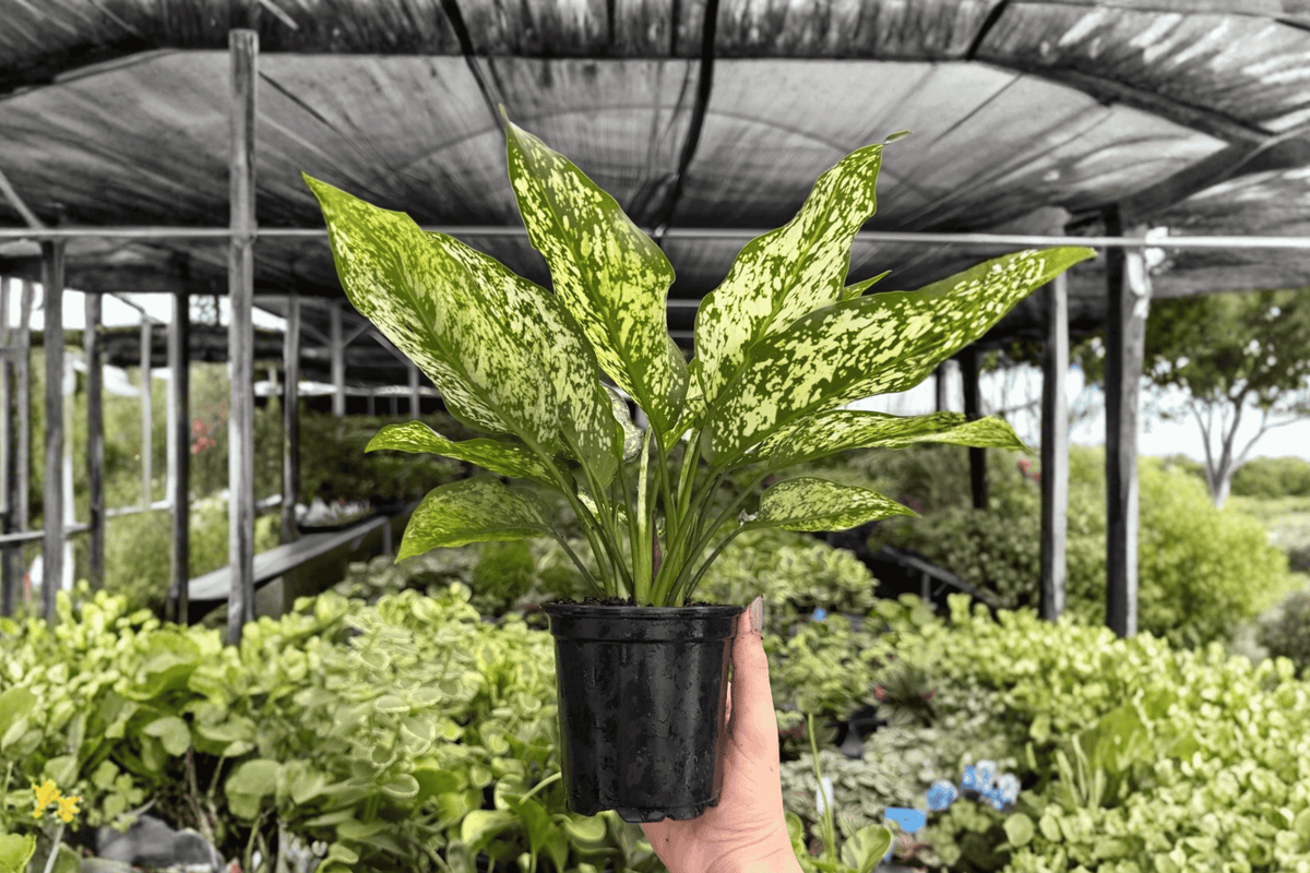Aglaonema Wintery Winehouse - 2 Live Plants in 4-Inch Pots