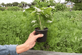 Syngonium 'Milk Confetti' - 2 Live Plants in 4-Inch Pots