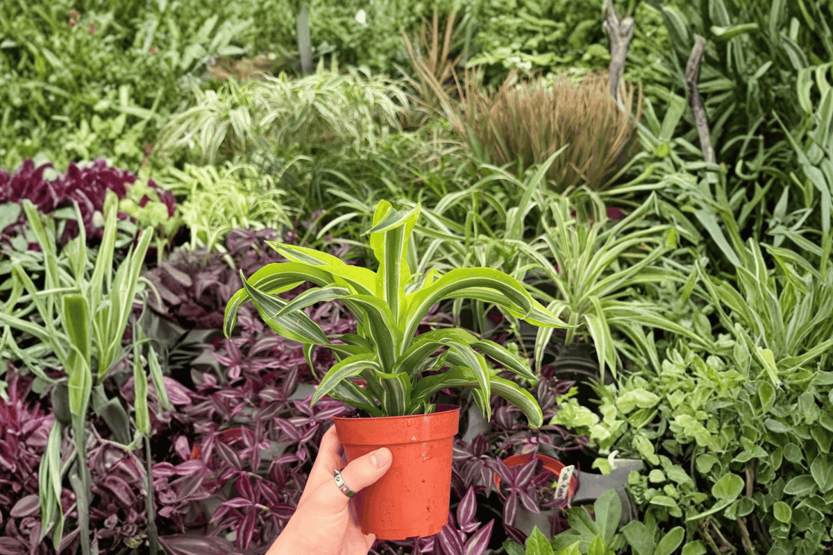 Dracaena Lemon Lime Surprise - 2 Live Plants in 4" Pots