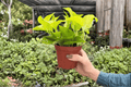 Pothos Champs Élysées - 2 Bare Root Live Plants in 4-Inch Pots (Exact Plants Pictured)